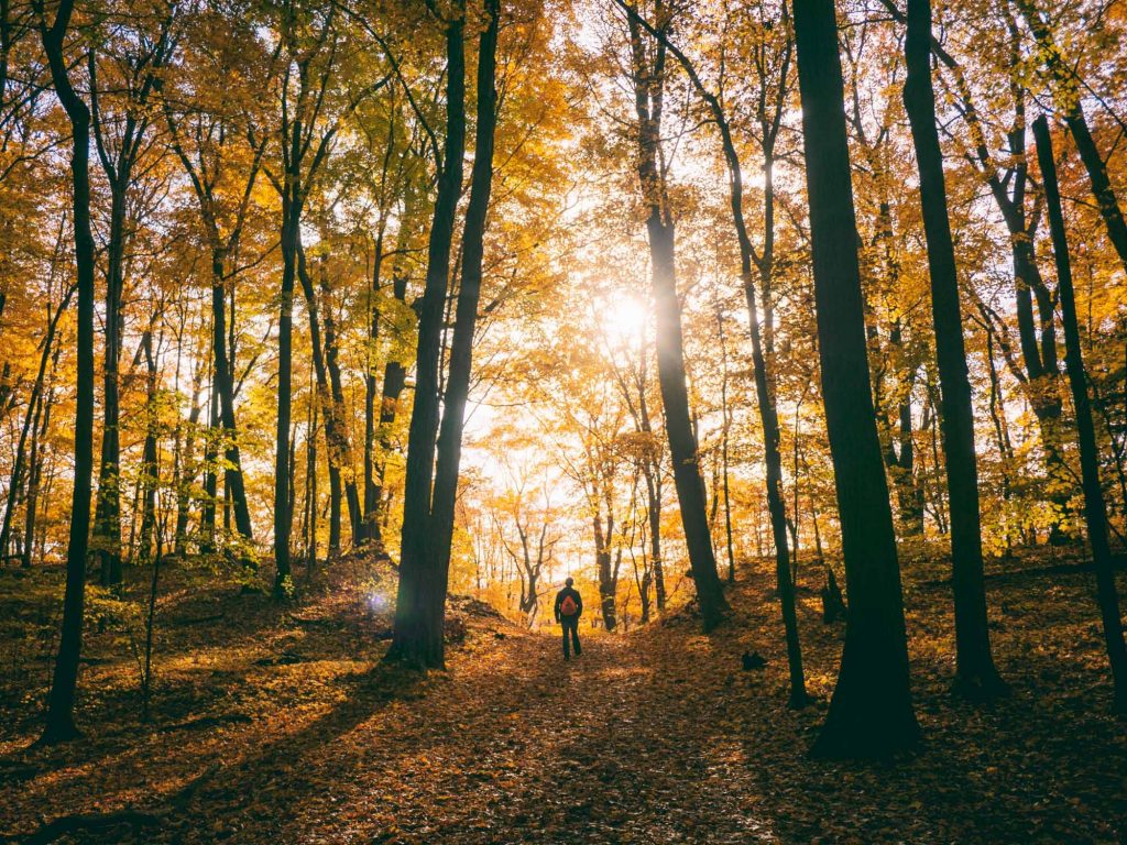 Ein Mann wandert im Wald der ohne entgegen, stimmungsvolles Waldbild