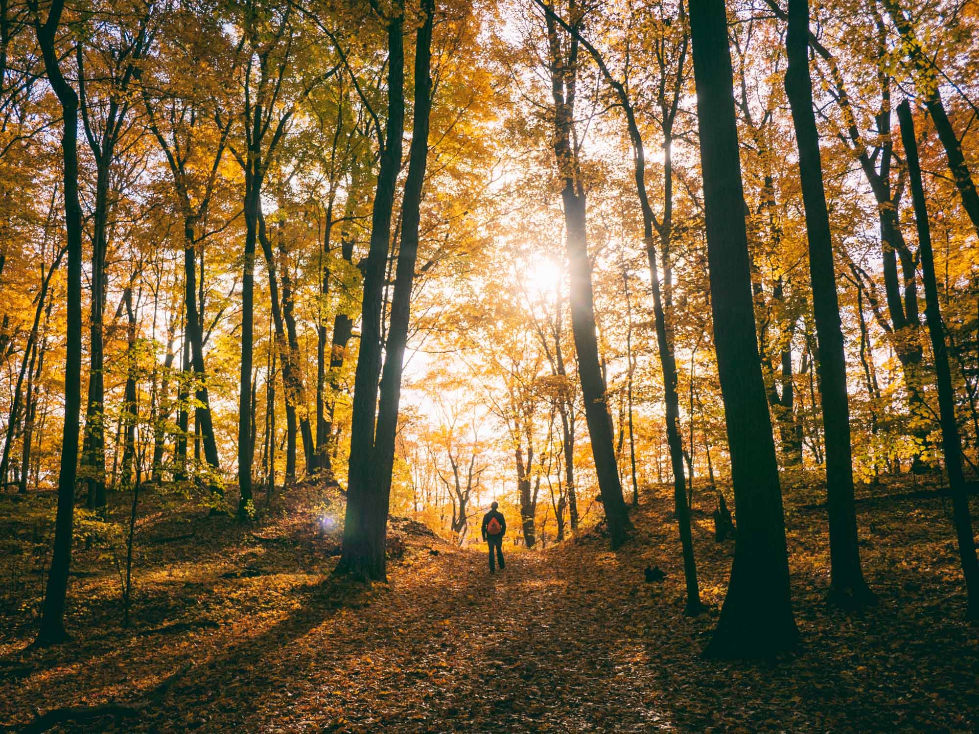 Ein Mann wandert im Wald der ohne entgegen, stimmungsvolles Waldbild