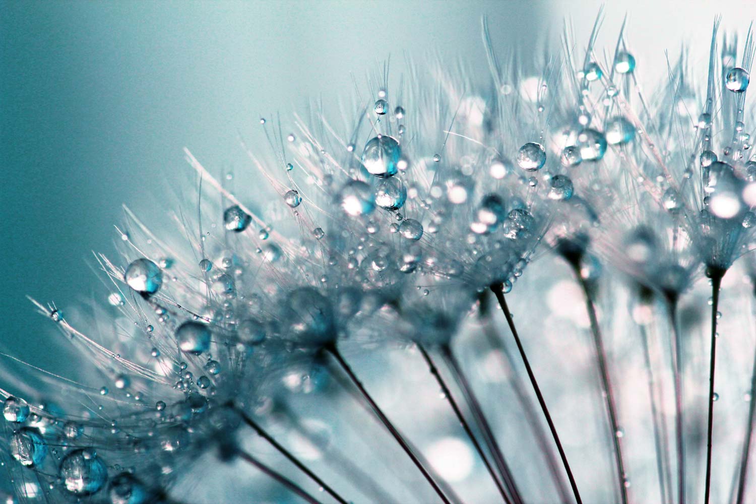 Pusteblume mit Tautropfen – Leichtigkeit, Neubeginn und natürliche Heilung