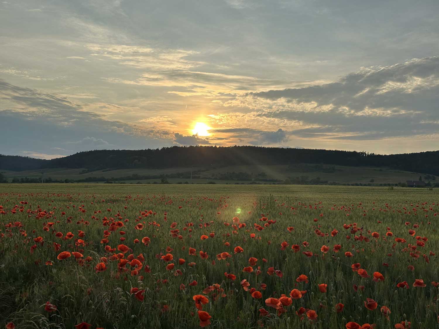 Sonnenuntergang über Mohnfeld – Hoffnung und Neubeginn auf dem Weg zur natürlichen Hormonbalance und Erfüllung des Kinderwunschs